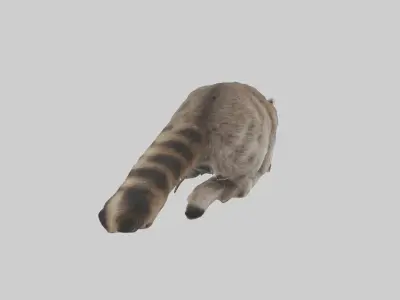 Raccoon climbing model Low-poly 3D model