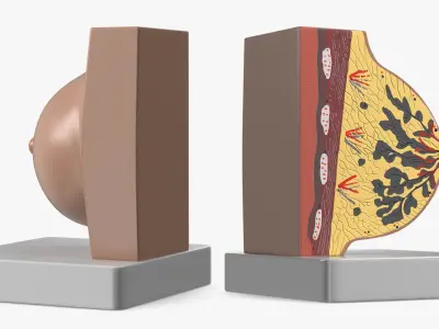  Cross-Section Breast Model Lactating on Stand 