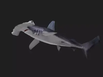 Shark Low-poly 3D model 26