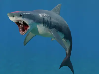 White Shark Low-poly 3D model