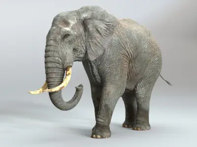  Elephant RIGGED  buy