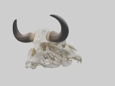 Bison Skull Skeleton model 2 3D model