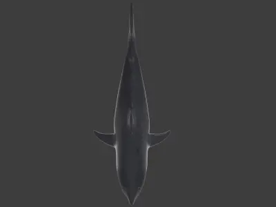 white shark Low-poly 3D model get