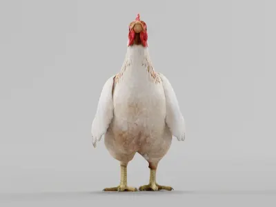 Hen The Chicken 3D model