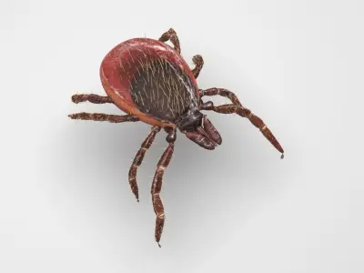 Tick Insect 3D model