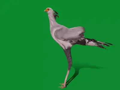 Secretary Bird Free 3D model purchase