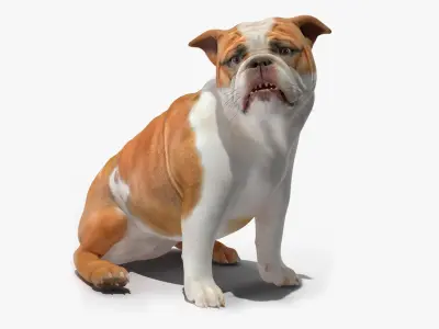 Bulldog Rigged for Maya 3D model