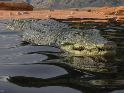 Animated Crocodile Swiming Rigged for Maya 3D model