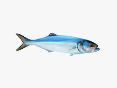 Fish PBR animation rigging Low-poly 3D model