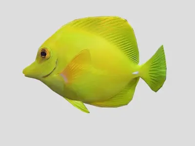 yellow tang Realistic Animated Low-poly 3D model purchase