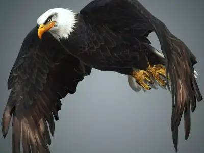 Bird Eagle with animation Low-poly 3D model