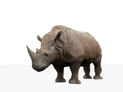 Rhino animation Low-poly 3D model