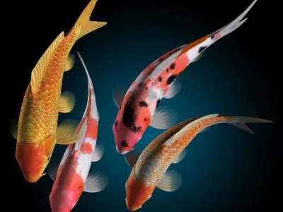 Koi Fish 3D model order