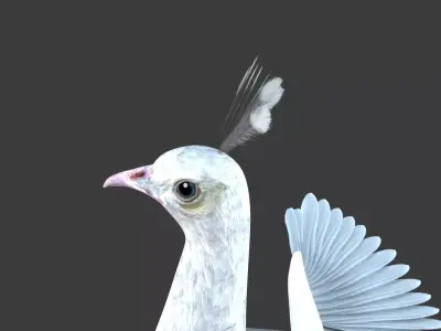 White Peacock Sitting 3D model