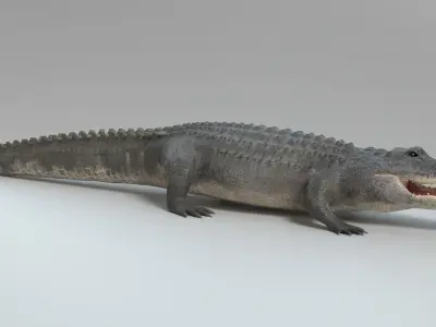 Alligator Animated 3D model