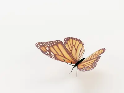 butterfly monarch 3D model buy