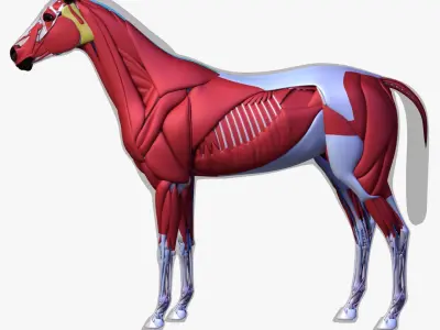  Horse Anatomy 