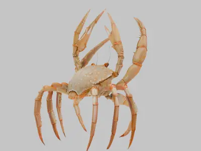 Golden Crab 3D Model Low-poly 3D model