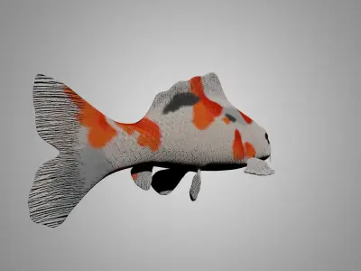 Koi Fish 3D model buy