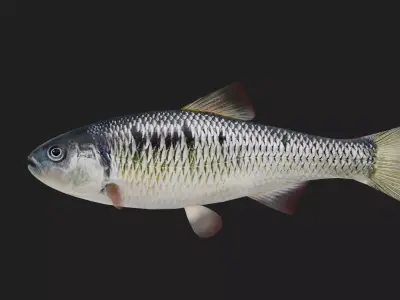 Carp fish Low-poly 3D model