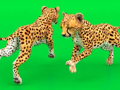 Cheetah Cub Running Pose 3D model