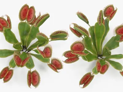  Venus Flytrap Dionaea Muscipula Plant 