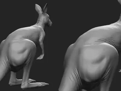 Kangaroo Female Topology UV Map Free 3D model