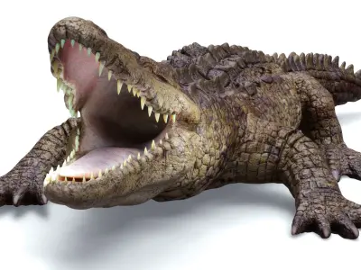CROCODILE 3D model get