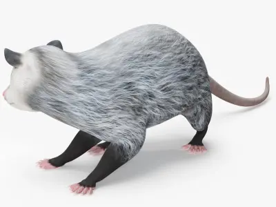  Opossum in Standing Pose 