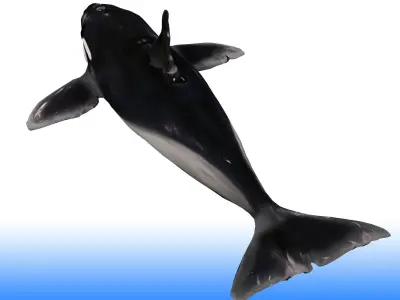 Killer Whale Rig 3D model