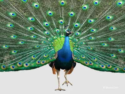 Peacock 3D model 5