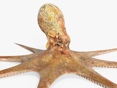Octopus  purchase 3D model