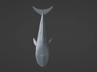 Whale  Low-poly 3D model