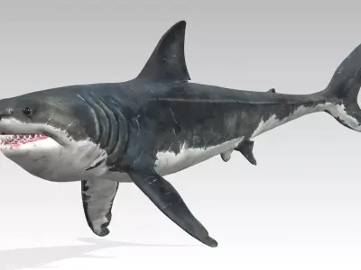 Megalodon Low-poly 3D model buy