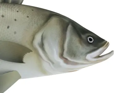 Perch Weever Sea Bass Fish Low-poly 3D model