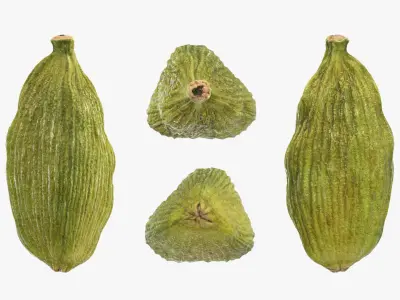 Cardamom Collection 3D model