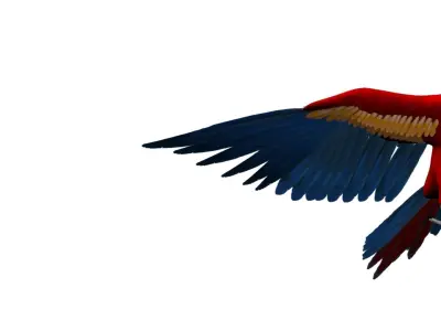 Macaw flying 3D model