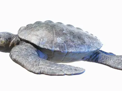 Archelon Static 3D model