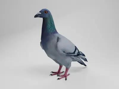 Pigeon Low-poly 3D model 3