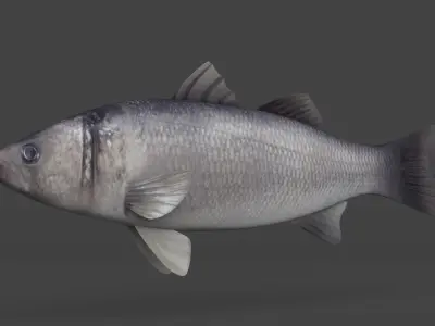 Seabass Fish 3D model purchase