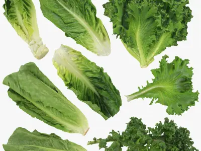  Lettuce Collection 1 
