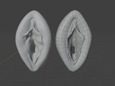 Anatomically correct vulva 3D model