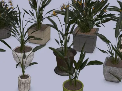 Flowers Bird of paradise in pots collection for archivis Low-poly 3D model