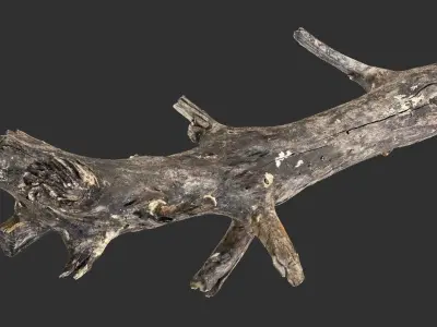 Tree trunk 3D scan 3D model