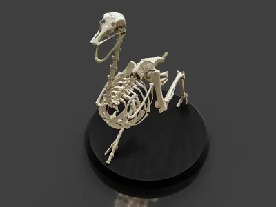 Anatomically Ostrich Skeleton 3D model