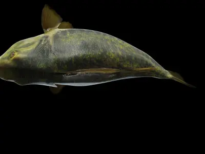 Largemouth Bass Low-poly 3D model