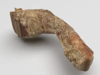 Chicken Neck 3D model purchase