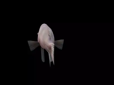 Bodianus reticulatus Low-poly 3D model purchase