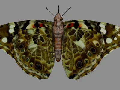 Painted Lady - Butterfly Model 3D model