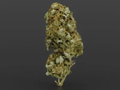 Cannabis Bud 04 3D model